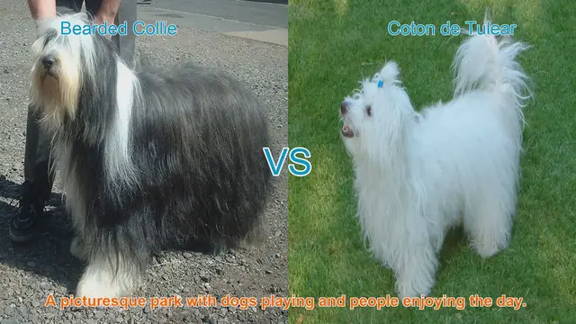 Video thumbnail for Exploring Bearded Collies and Cotons de Tulear: Charming Long-Haired Dog Breeds