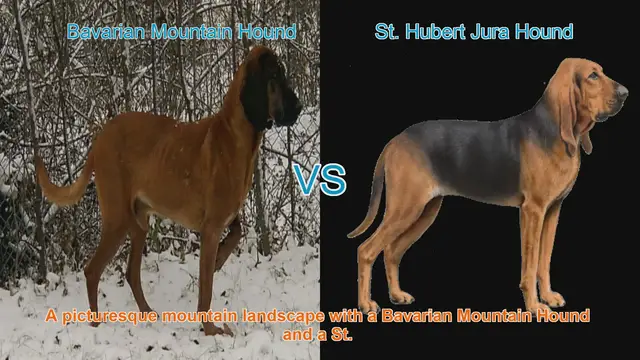 Video thumbnail for Bavarian Mountain Hound vs. St. Hubert Jura Hound: A Comparative Guide