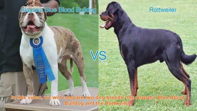 Video thumbnail for Alapaha Blue Blood Bulldog VS Rottweiler
