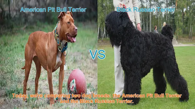 Video thumbnail for American Pit Bull Terrier vs. Black Russian Terrier: A Breed Comparison