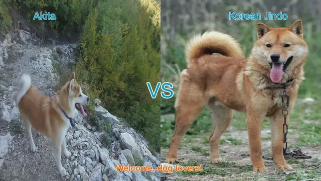 Video thumbnail for Akita vs. Korean Jindo: A Comparison of Two Remarkable Dog Breeds
