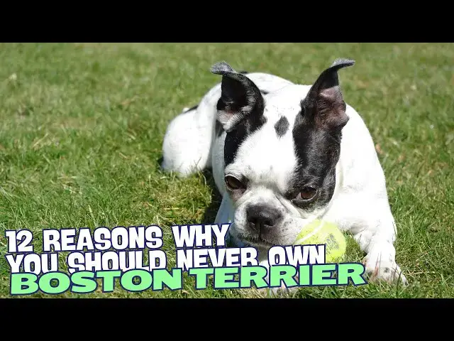 Video thumbnail for 12 Reasons Why You Should Never Own a Boston Terrier 🐾