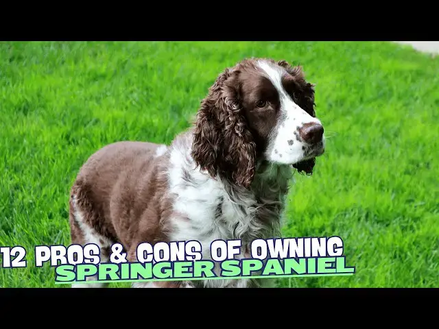 Video thumbnail for 12 Pros & Cons of Owning a Springer Spaniel🌲🎾