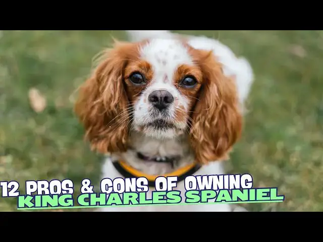 Video thumbnail for 12 Pros & Cons of Owning a King Charles Spaniel🐾