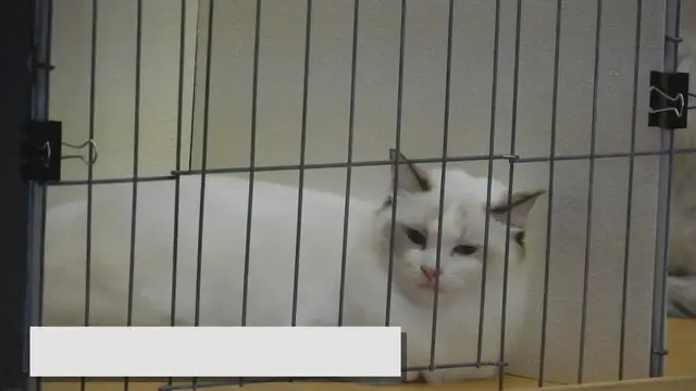 Video thumbnail for Common Ragdoll Cat Health Issues: What to Watch Out For