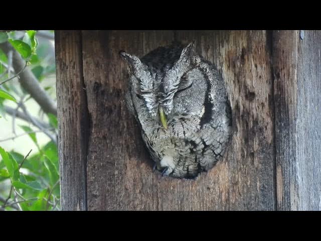 Video thumbnail for Owl Napping