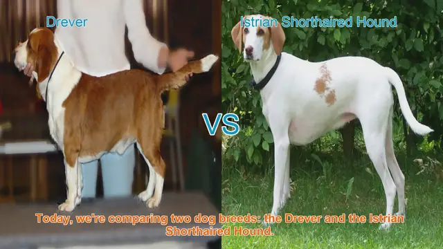 Video thumbnail for Drever vs. Istrian Shorthaired Hound: A Comprehensive Comparison