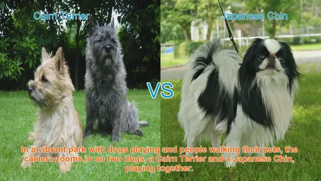 Video thumbnail for Cairn Terrier vs. Japanese Chin: A Charming Breed Comparison
