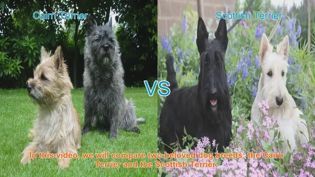 Video thumbnail for Cairn Terrier vs. Scottish Terrier: A Comparison of Two Beloved Breeds