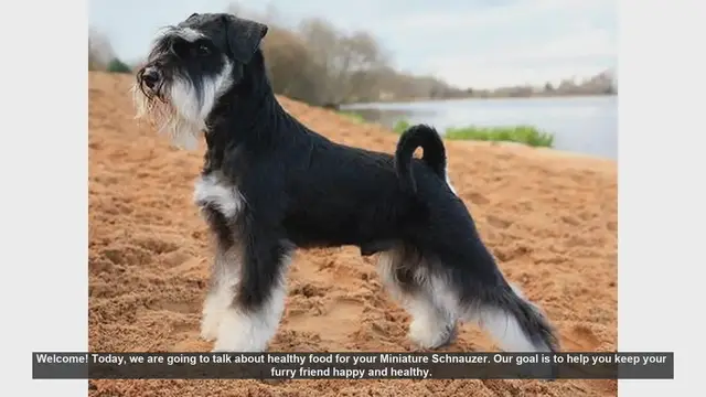 Video thumbnail for Healthy Food Tips for Your Miniature Schnauzer
