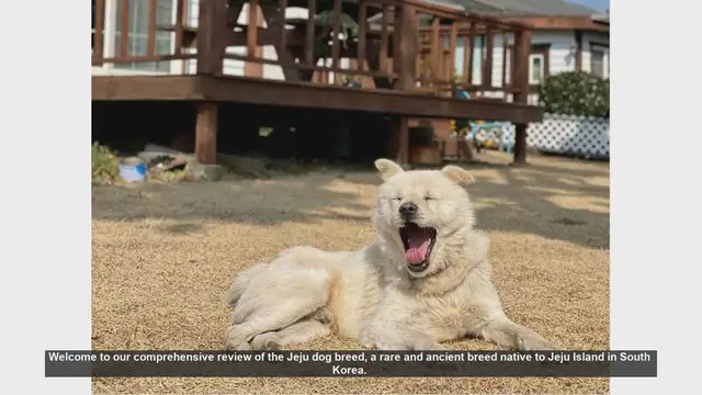 Video thumbnail for Jeju Dog Breed Review: Pros and Cons of Owning This Rare Gem