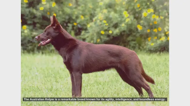 Video thumbnail for Common Health Issues in Australian Kelpies and How to Manage Them