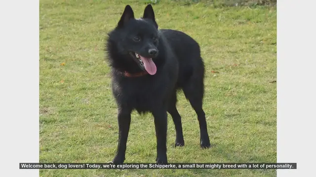 Video thumbnail for Top 10 Fascinating Facts About the Schipperke Dog