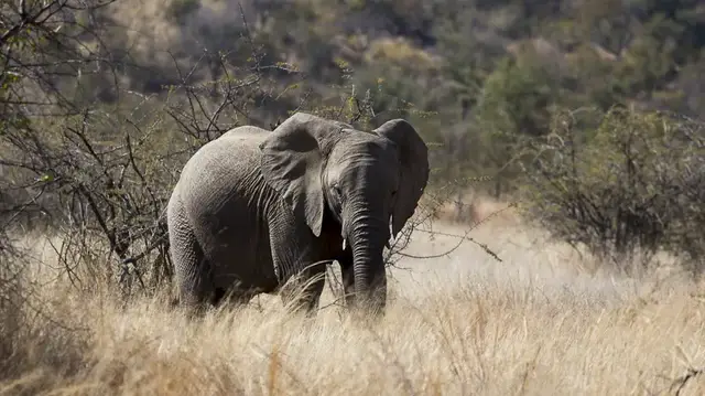 Video thumbnail for Game Drive im Pilanesberg Nationalpark | Südafrika