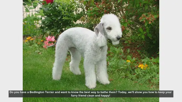 Video thumbnail for How to Bathe Your Bedlington Terrier: Step-by-Step Guide