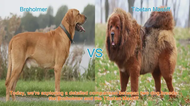 Video thumbnail for Broholmer vs. Tibetan Mastiff: A Comprehensive Breed Comparison