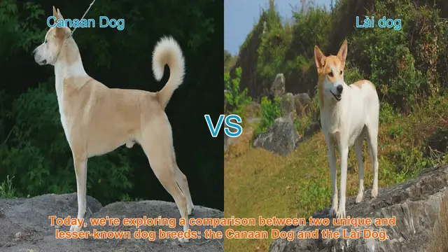 Video thumbnail for Canaan Dog vs. Lài Dog: A Comparative Guide