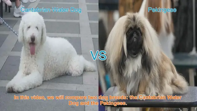 Video thumbnail for Comparing Cantabrian Water Dog and Pekingese: Origins, Physical Traits, and Temperament