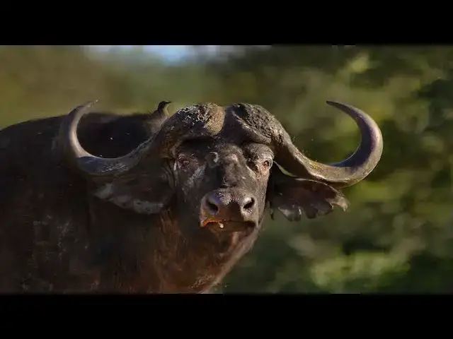 'Video thumbnail for Cape Buffalo Hunting 101 With Kevin Robertson'