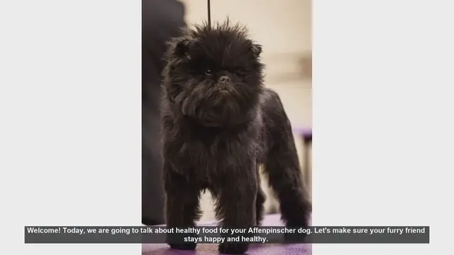 Video thumbnail for Healthy Food Tips for Your Affenpinscher Dog