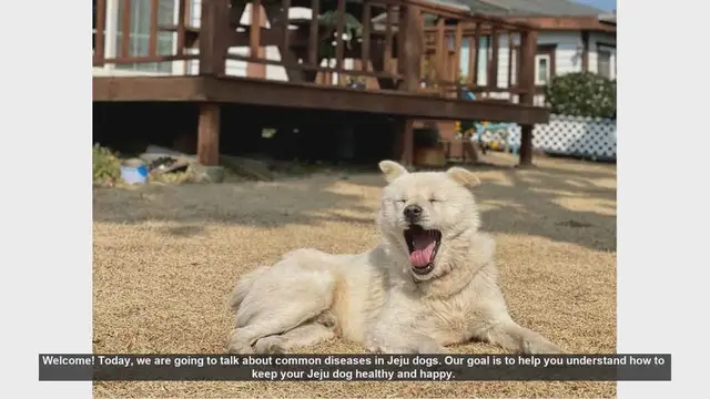 Video thumbnail for Keeping Your Jeju Dog Healthy: Common Diseases and Prevention Tips