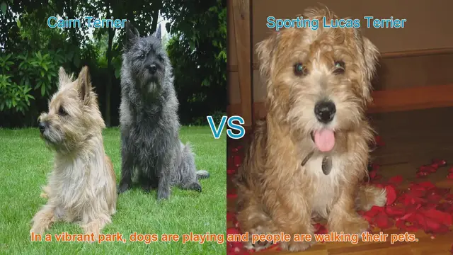 Video thumbnail for Cairn Terrier vs. Sporting Lucas Terrier: A Breed Comparison