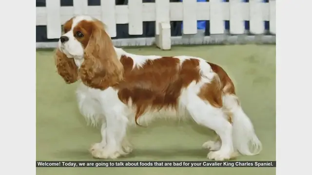 Video thumbnail for Foods to Avoid for Your Cavalier King Charles Spaniel