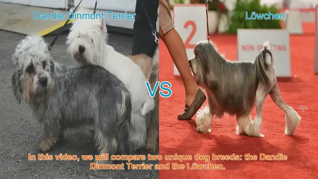 Video thumbnail for Comparing Dandie Dinmont Terrier and Löwchen: Unique Dog Breeds