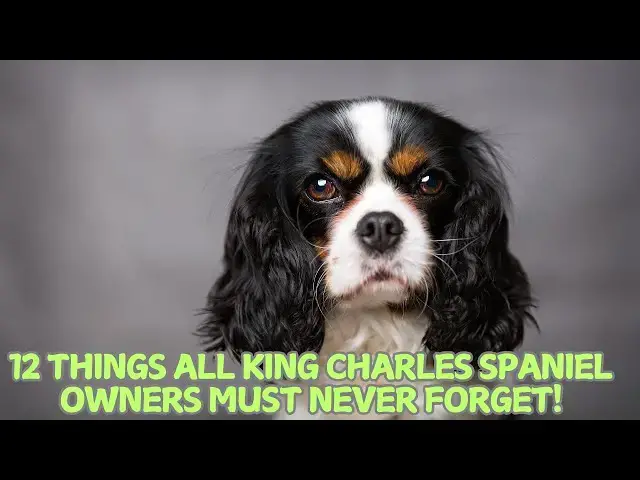 Video thumbnail for 12 Things All King Charles Spaniel Owners Must Never Forget! 🐾💕