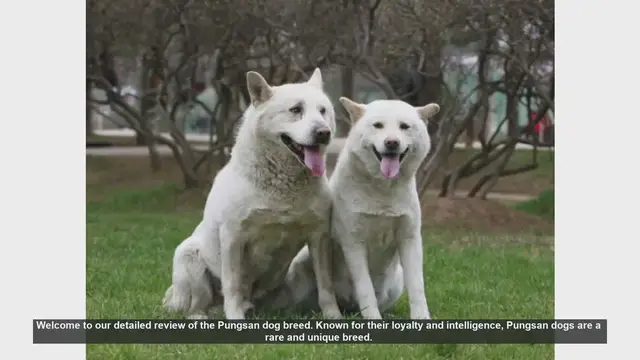 Video thumbnail for Pungsan Dog Breed Review: Pros and Cons of Owning a Pungsan
