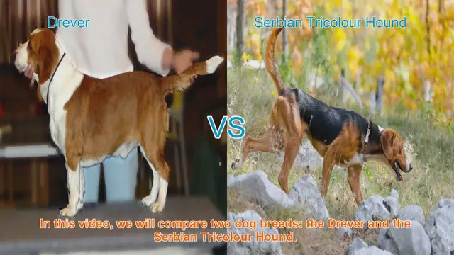 Video thumbnail for Drever vs. Serbian Tricolour Hound: A Comprehensive Comparison