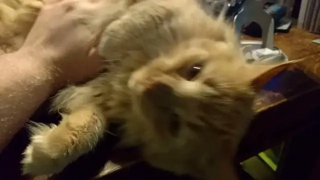 Video thumbnail for Parker Ownership Simulator 2016 | Parker The Cat