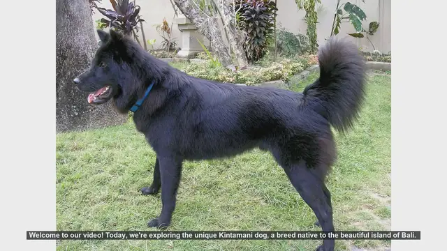 Video thumbnail for Top 10 Fascinating Facts About the Kintamani Dog