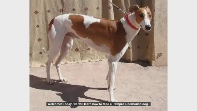 Video thumbnail for How to Properly Feed Your Pampas Deerhound