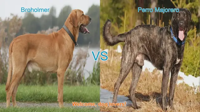 Video thumbnail for Broholmer vs. Perro Majorero: A Comparison of Unique Dog Breeds