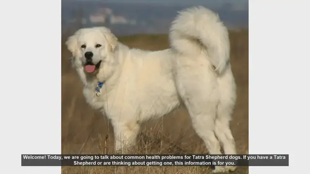 Video thumbnail for Common Health Problems in Tatra Shepherd Dogs