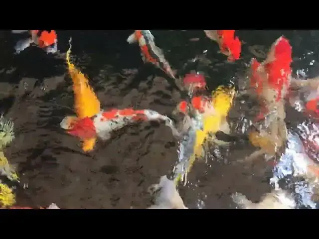 Video thumbnail for Koi Fish Breeding: From Courtship to Fry
