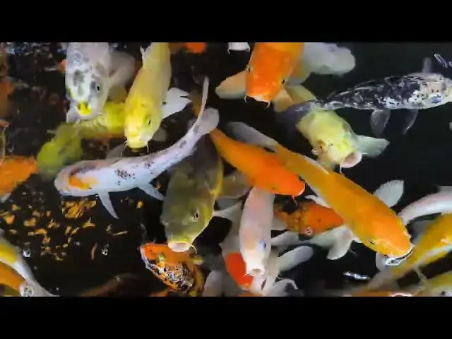 Video thumbnail for Koi Fish in Japanese Feng Shui: Symbols of Luck and Prosperity