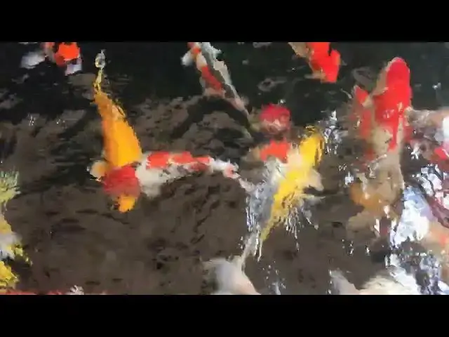 Video thumbnail for Koi Fish: Symbols of Spiritual Journey and Afterlife