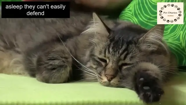 'Video thumbnail for Cats Think You As Their Mother or not? '