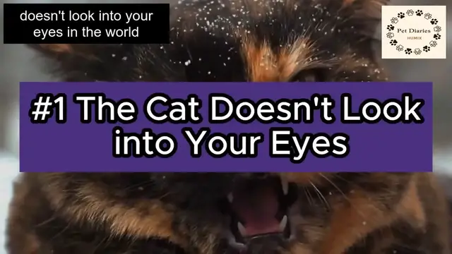 'Video thumbnail for Facts Your Cat Doesn't Love You anymore!'