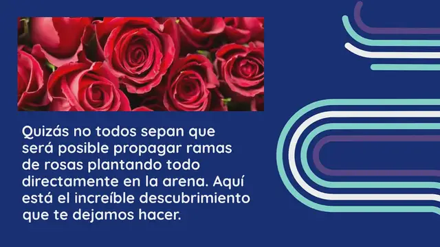'Video thumbnail for Propagación de ramas de rosas en arena, cómo plantarlas para obtener muchas raíces.'