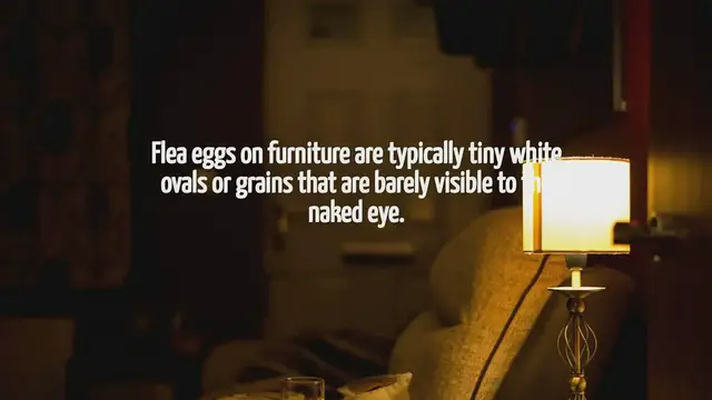 Video thumbnail for What Do Flea Eggs Look Like On Furniture