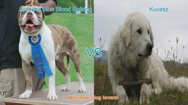 Video thumbnail for Alapaha Blue Blood Bulldog VS Kuvasz