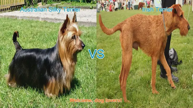 Video thumbnail for Australian Silky Terrier vs. Irish Terrier: A Breed Comparison