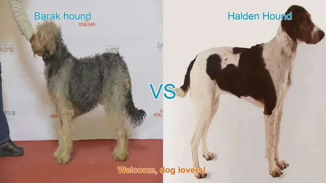 Video thumbnail for Barak Hound vs. Halden Hound: A Unique Dog Breed Comparison