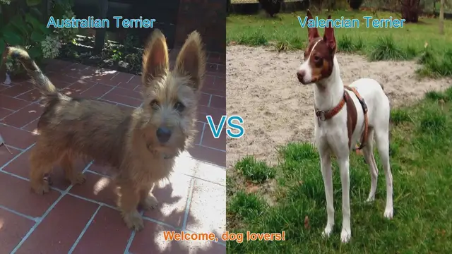 Video thumbnail for Australian Terrier vs. Valencian Terrier: A Comparison of Two Lively Breeds