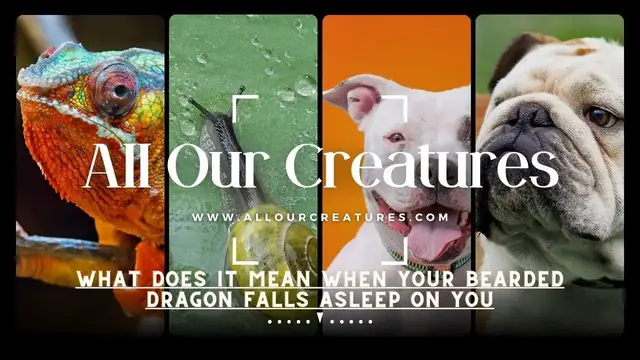 'Video thumbnail for What Does It Mean When Your Bearded Dragon Falls Asleep On You?'