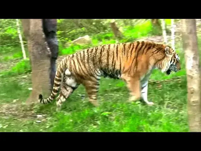 Video thumbnail for How Tigers Respond to the Sound of Running Water?