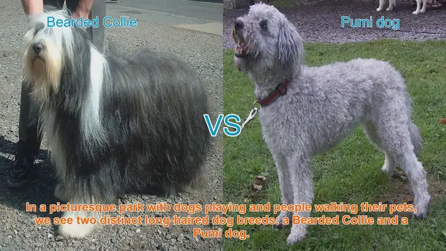 Video thumbnail for Bearded Collie vs. Pumi Dog: A Comparison of Two Herding Breeds
